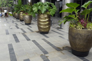 Jual Tanaman Hias Indoor