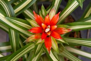 Manfaat dan Karakteristik Tanaman Bromeliads Yang Harus Anda Ketahui