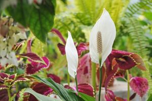 Peace Lily: Tanaman Cantik yang Bermanfaat untuk Kesehatan