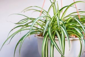 Tanaman Spider Plant: Keindahan dan Manfaat yang Luar Biasa