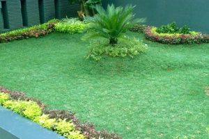rumput gajah mini