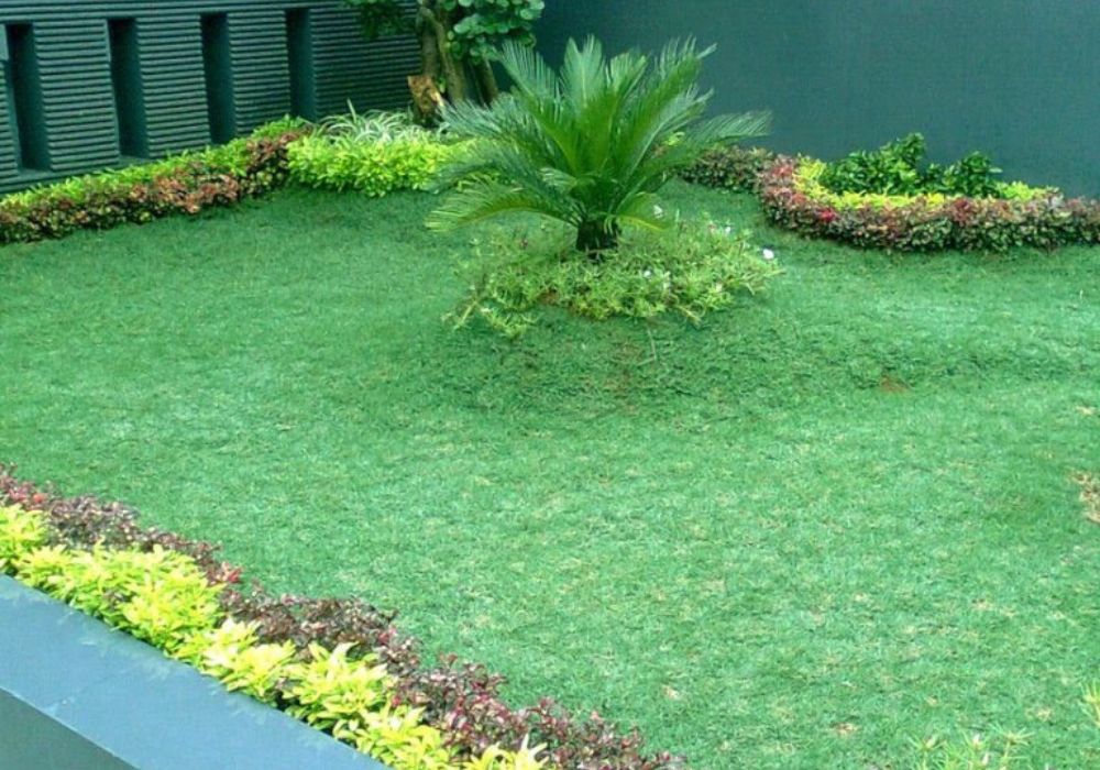 rumput gajah mini