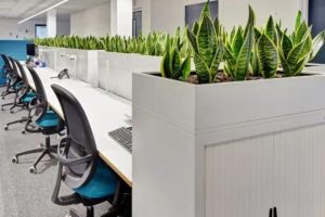 sewa tanaman kantor