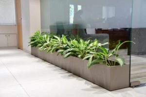 sewa tanaman kantor