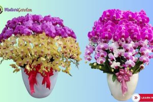 Sewa Anggrek Profesional