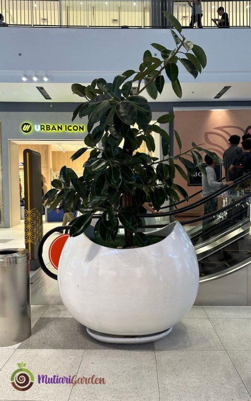sewa tanaman untuk mall