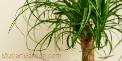 7 Jenis Tanaman Hias Daun Panjang yang Cocok untuk Dekorasi Rumah