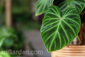 Jenis Tanaman Hias Daun Indoor yang Cocok untuk Mempercantik Rumah