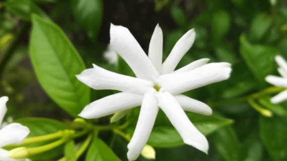 Bunga Melati: Panduan Lengkap Perawatan Agar Tumbuh Subur, Rajin Berbunga, dan Harum Semerbak