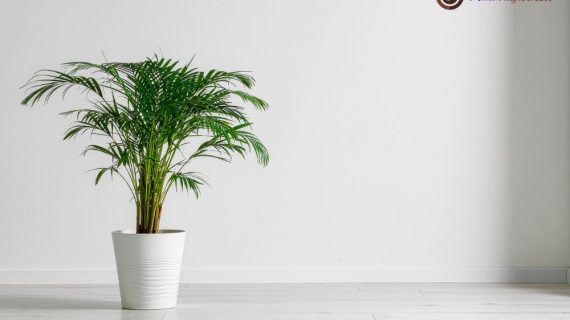 Sewa Tanaman Hias di Intiland Tower: Menciptakan Lingkungan Kerja Produktif dan Estetis