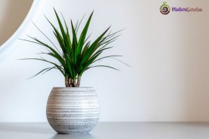 Sewa Tanaman Hias di Equity Tower