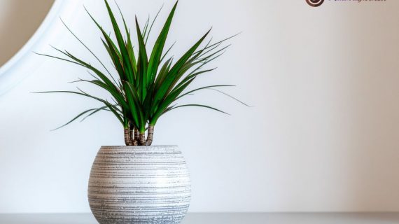 Manfaat dan Panduan Lengkap Sewa Tanaman Hias di Equity Tower untuk Lingkungan Kerja Produktif