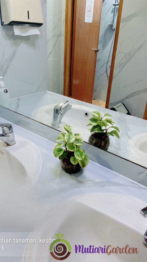 sewa tanaman hias untuk kamar mandi toilet kantor
