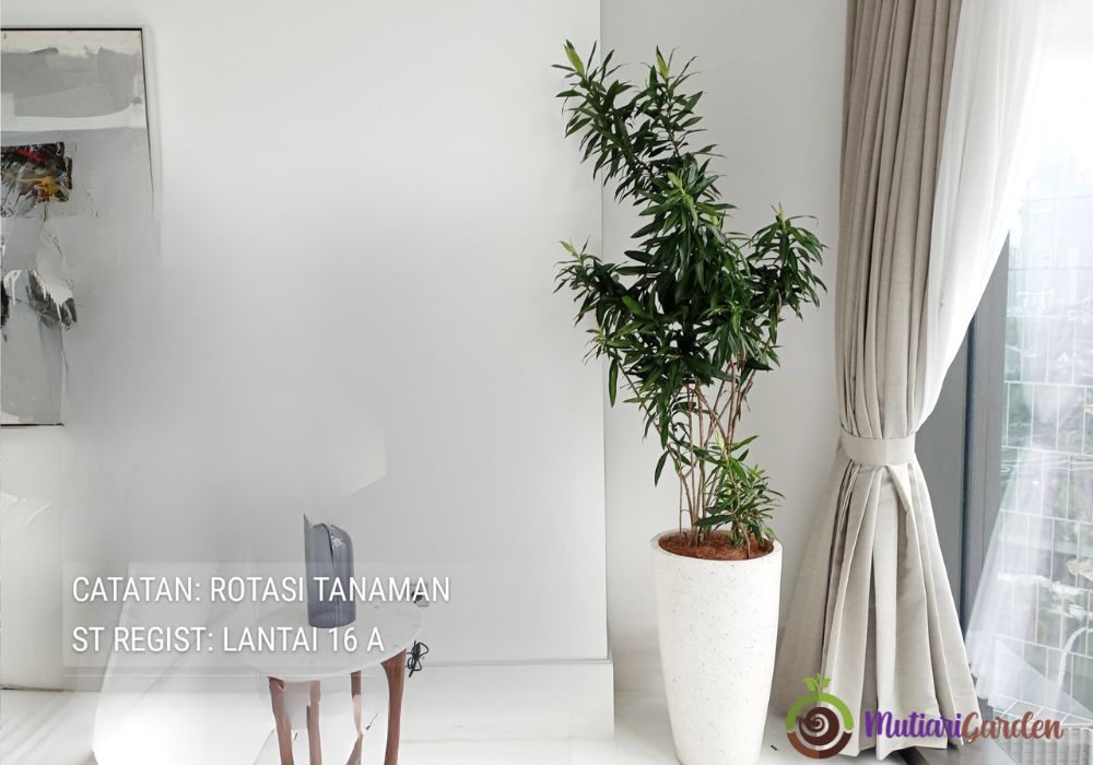 sewa tanaman lantai untuk kantor