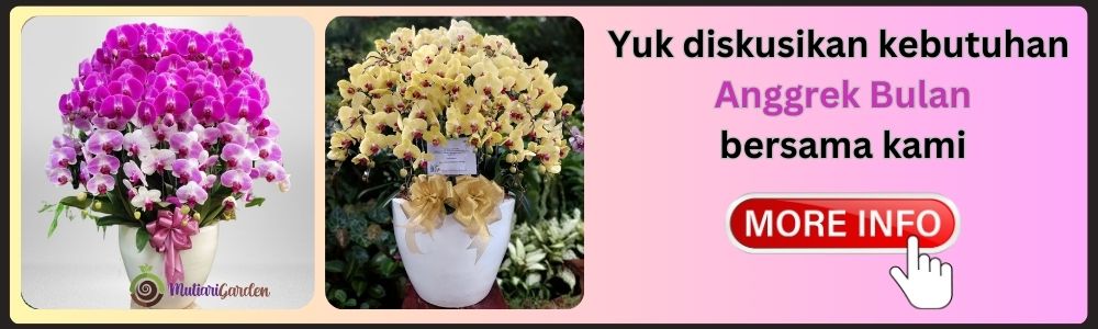 hampers bunga anggrek