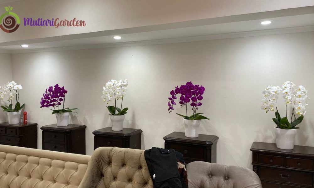 sewa bunga anggrek bulan